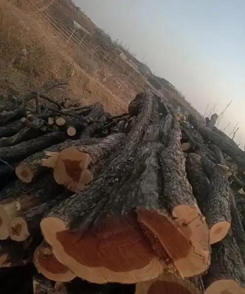为什么枣木不能当柴烧？一位60岁的护林员告诉我，大部分树木死后都能当柴火烧，唯独