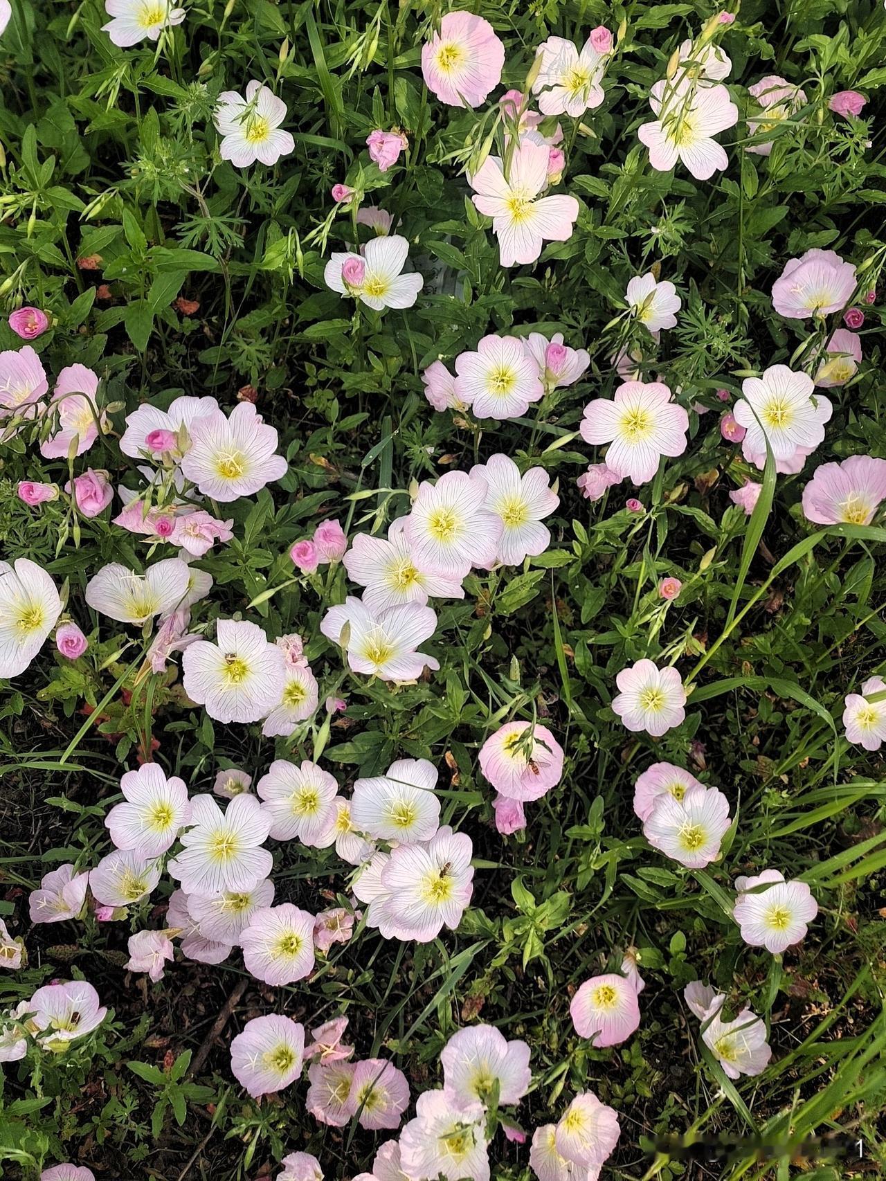 男人花心是正常但是花心要善良花心只能心里藏欲望只给孩他娘外面花儿虽然美