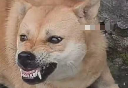 5月21日，湖南疾控公布了一起狂犬病相关案例，去年12月，龙同学从外公家抱回一只
