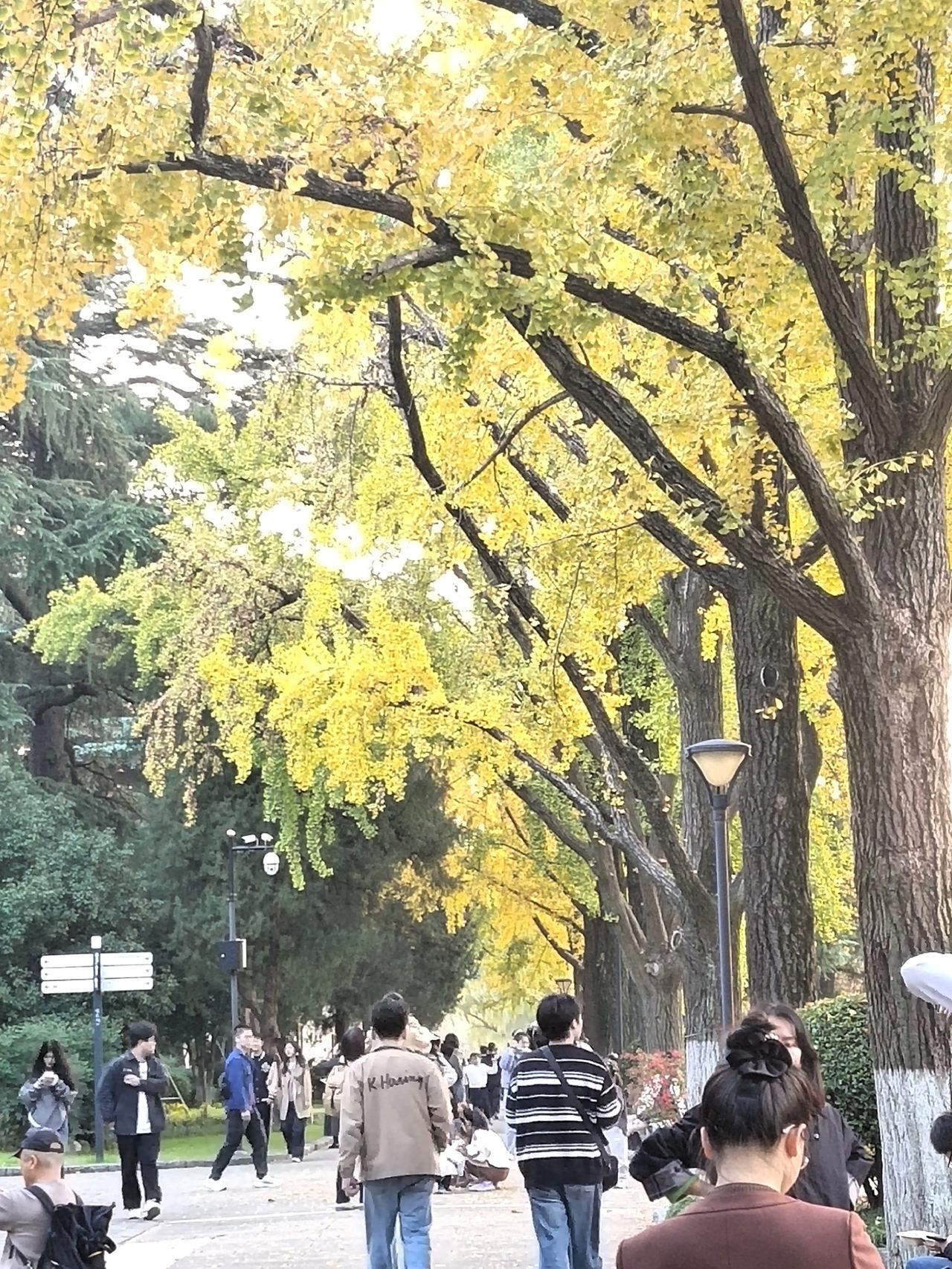 周末去玄武湖银杏大道，银杏大道的情况如下图所拍，有些树已经全黄了，在阳光下金灿灿