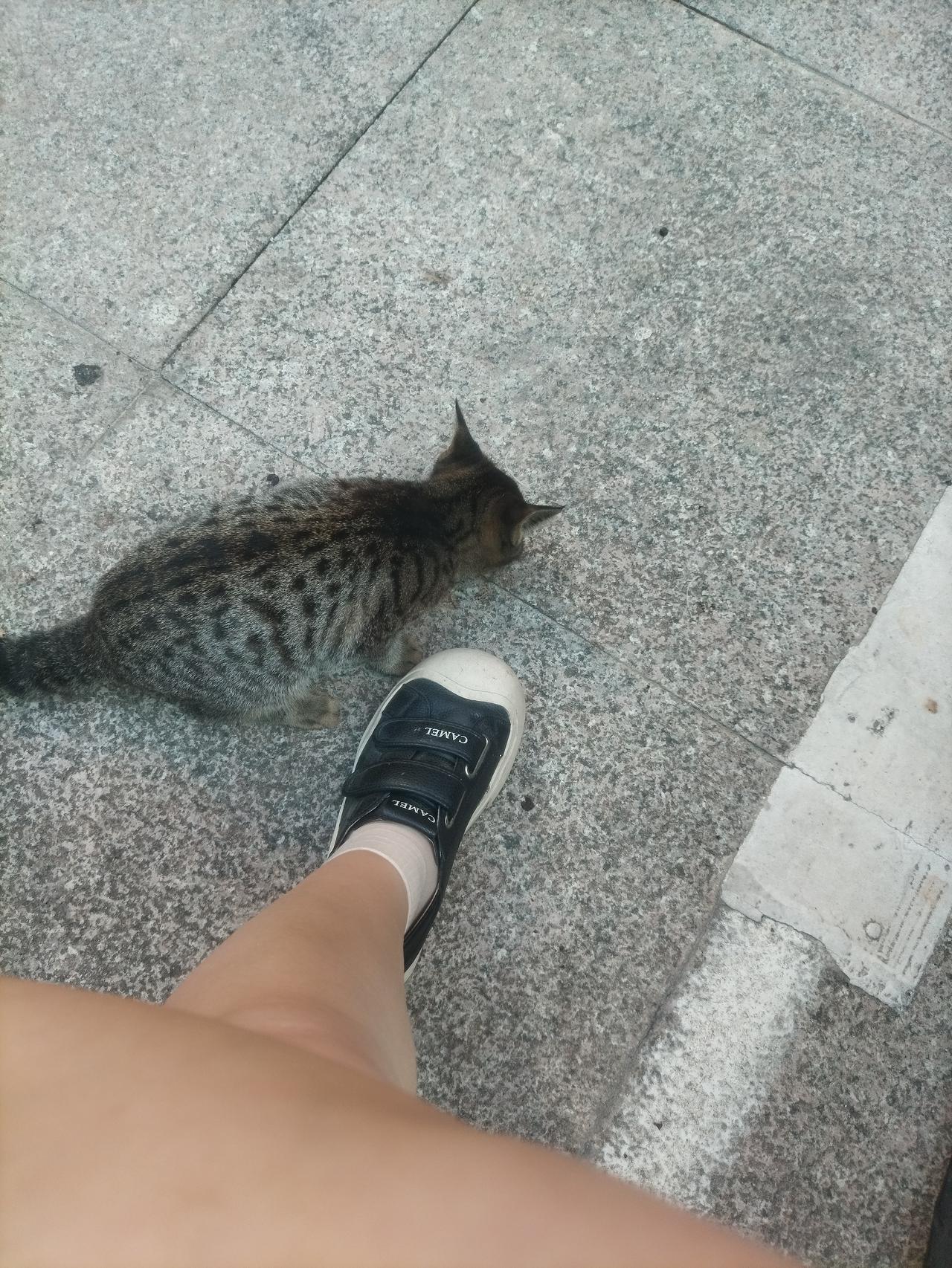 喂流浪猫到底是行善还是作恶？这几天我一直在想这个问题因为怀孕，我妈经常给我