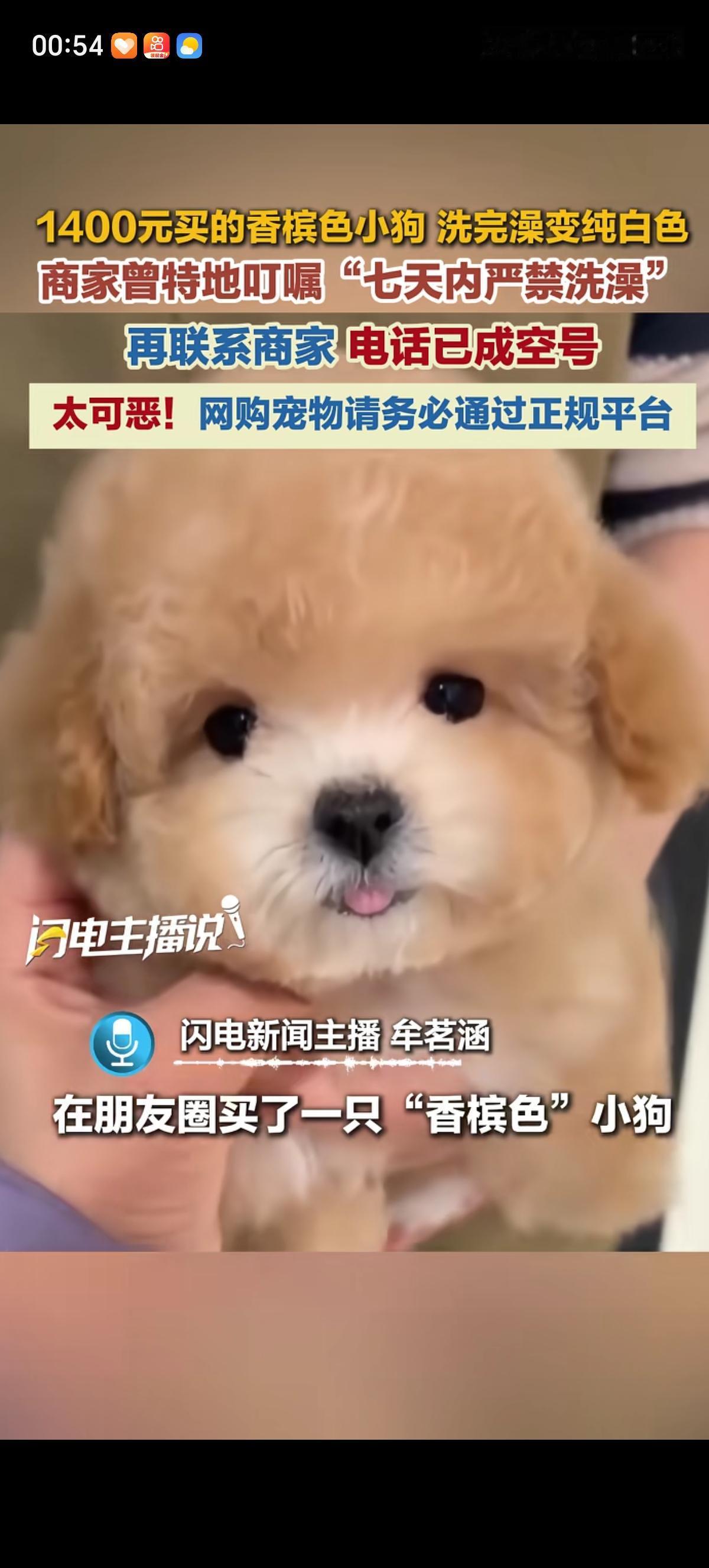 哈尔滨的男子在朋友圈买了一只香槟色小狗，按照商家反复叮嘱“七天内禁止洗澡”的要求