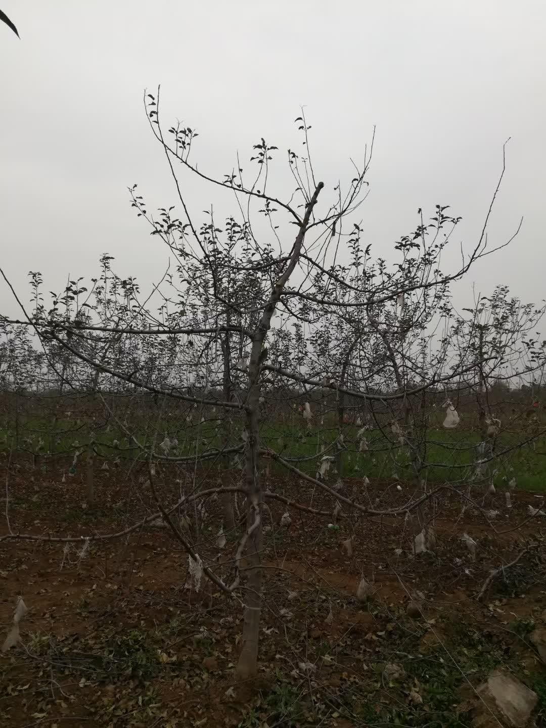 富士苹果壮枝修剪法技术总结合阳县果业协会会长高级农艺师雷孝民富