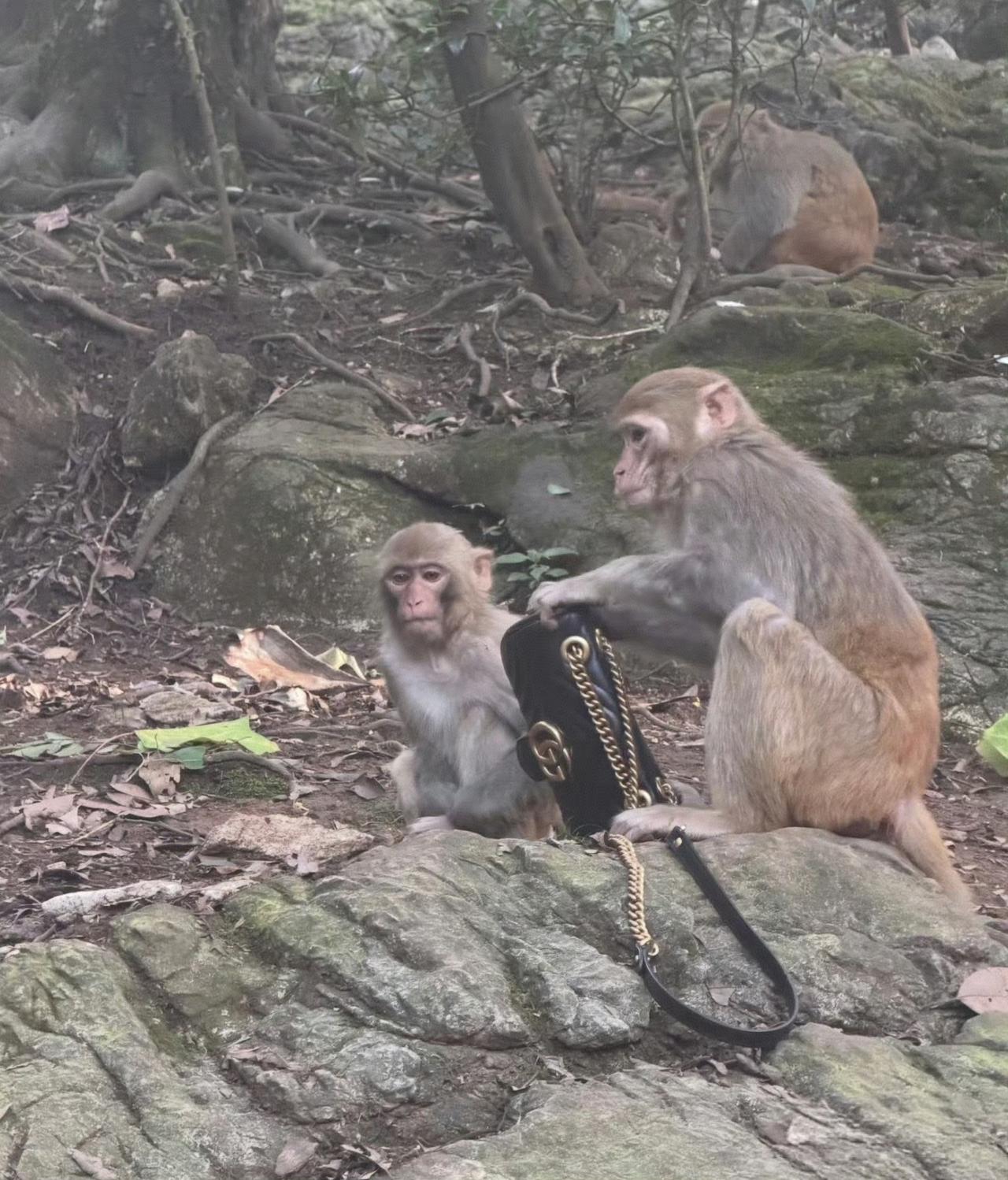 图一是网友在游玩贵州贵阳黔灵山公园时，被野生猕猴抢夺游客GucciGGMar