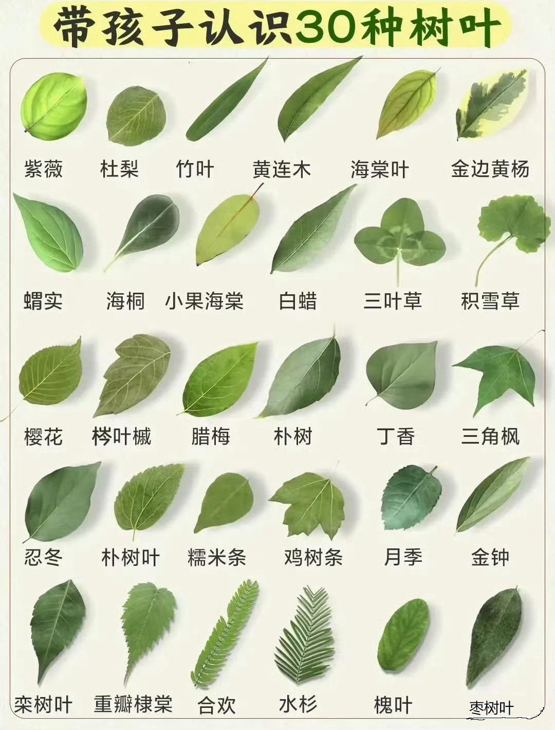 带孩子认识的30种树叶子...