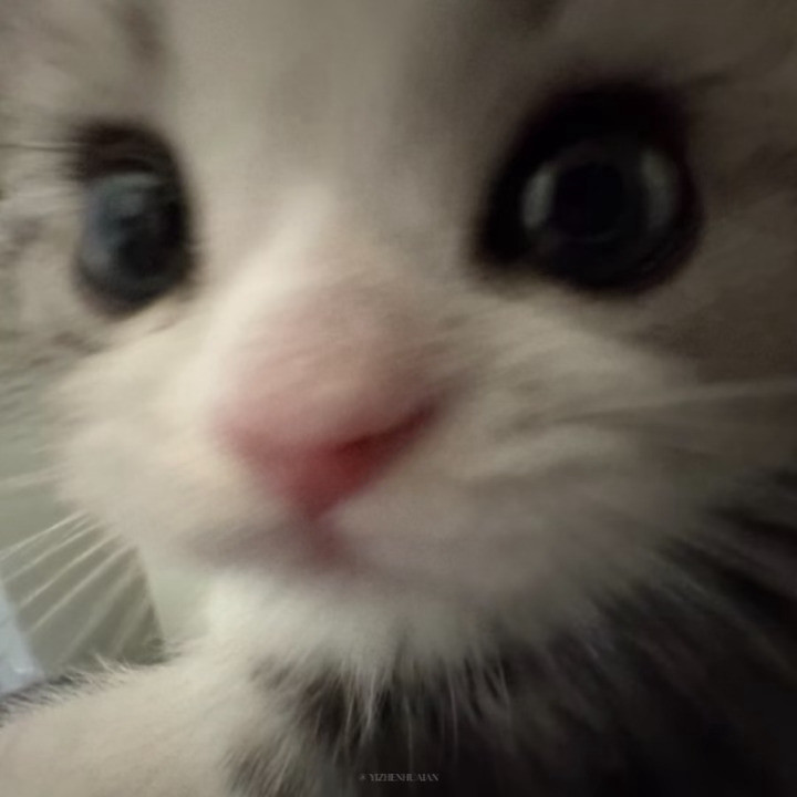 田曦薇一只猫就是我的全部呀🐈⬛
