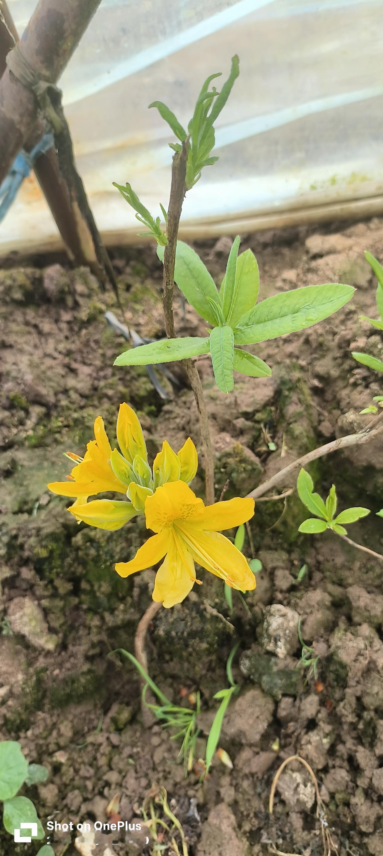 zhú），也叫黄杜鹃、闹羊花，是杜鹃花科杜鹃花属的植物。🔍关键特征与