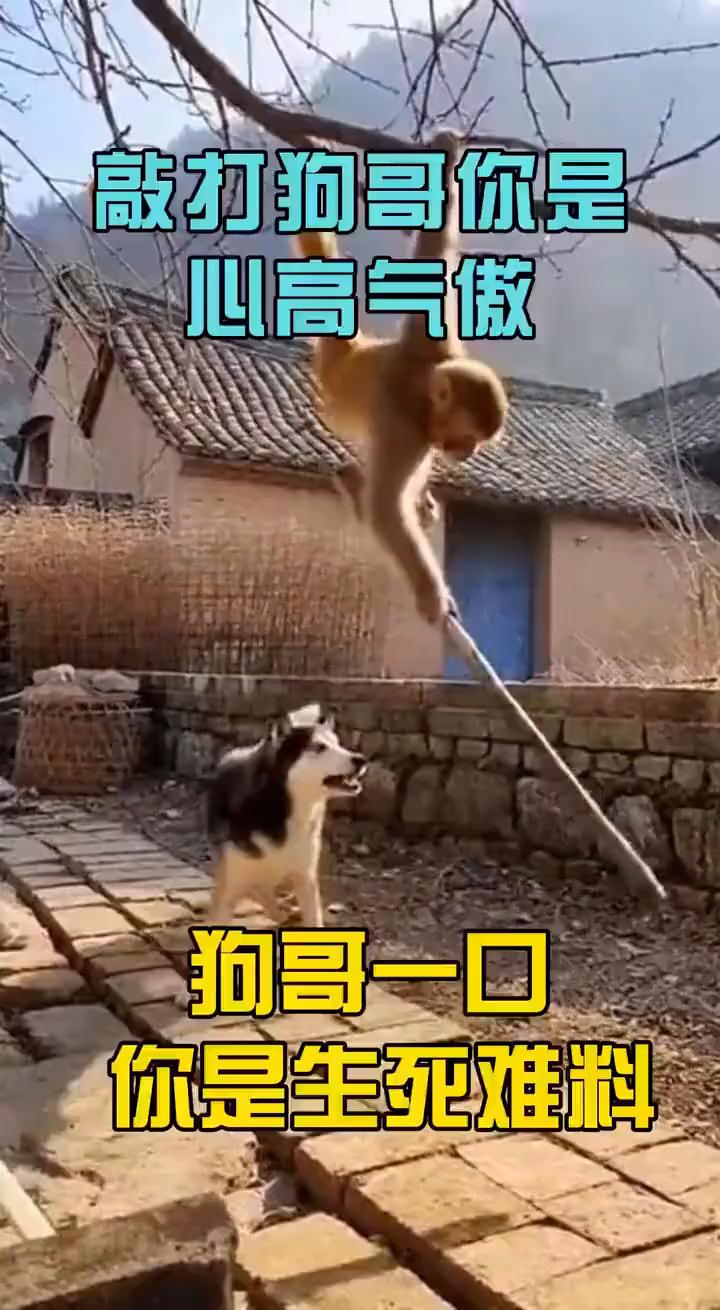 敲打狗哥你是心高气傲，狗哥一口你是生死难料。