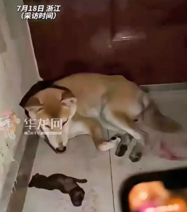 浙江一处高层小区，住在10楼的陈女士在外忙活一整天，傍晚拖着一身疲惫走进单元楼道