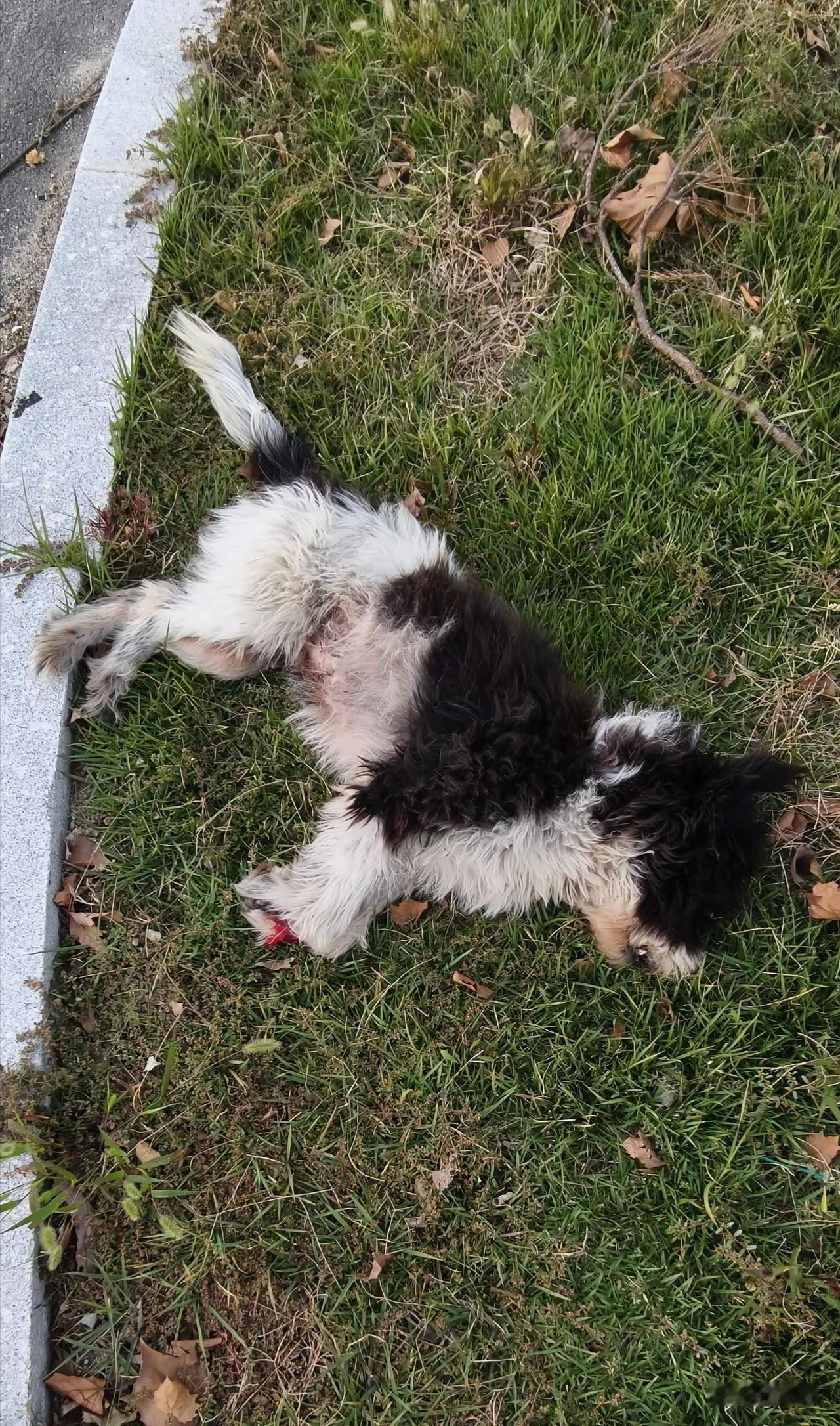 这天，一位阿姨去公园锻炼，当她来到公园的时候，看到无比凄惨的一幕，她经常遇到的一