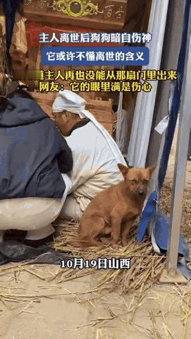 太通人性了！山西一老人离世后，他养的狗狗竟然独自蹲在角落，眼神里露出了一丝悲伤，