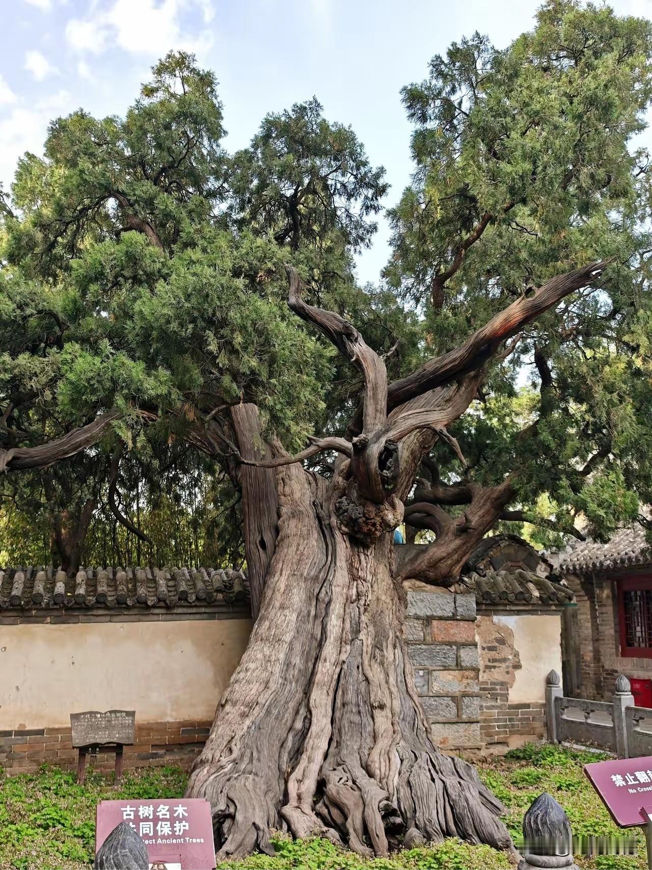 中国最古老的柏树在哪里？树龄有多大？据说是在河南登封嵩阳书院里，两棵距今4500