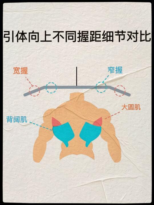 背部训练秘籍 塑造迷人背部肌肉