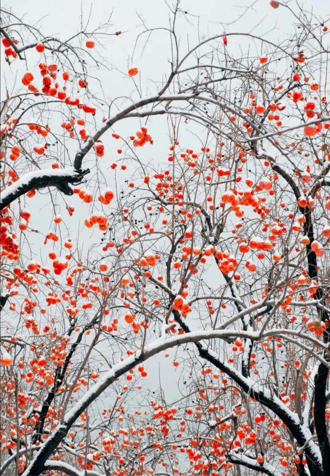 “雪霁见红柿，吉祥皆如意…”​​​说一句带‘雪’的诗句国学智慧美图