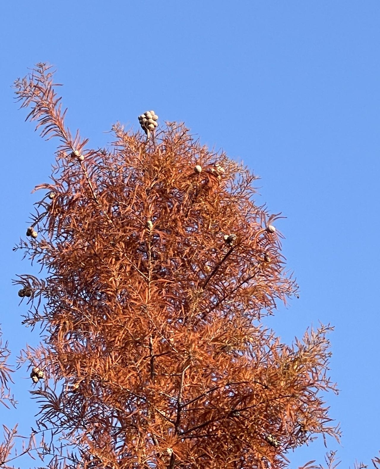 这是刚拍的落羽杉，请大家看看叶片与颜色。叶片呈羽毛状互生，