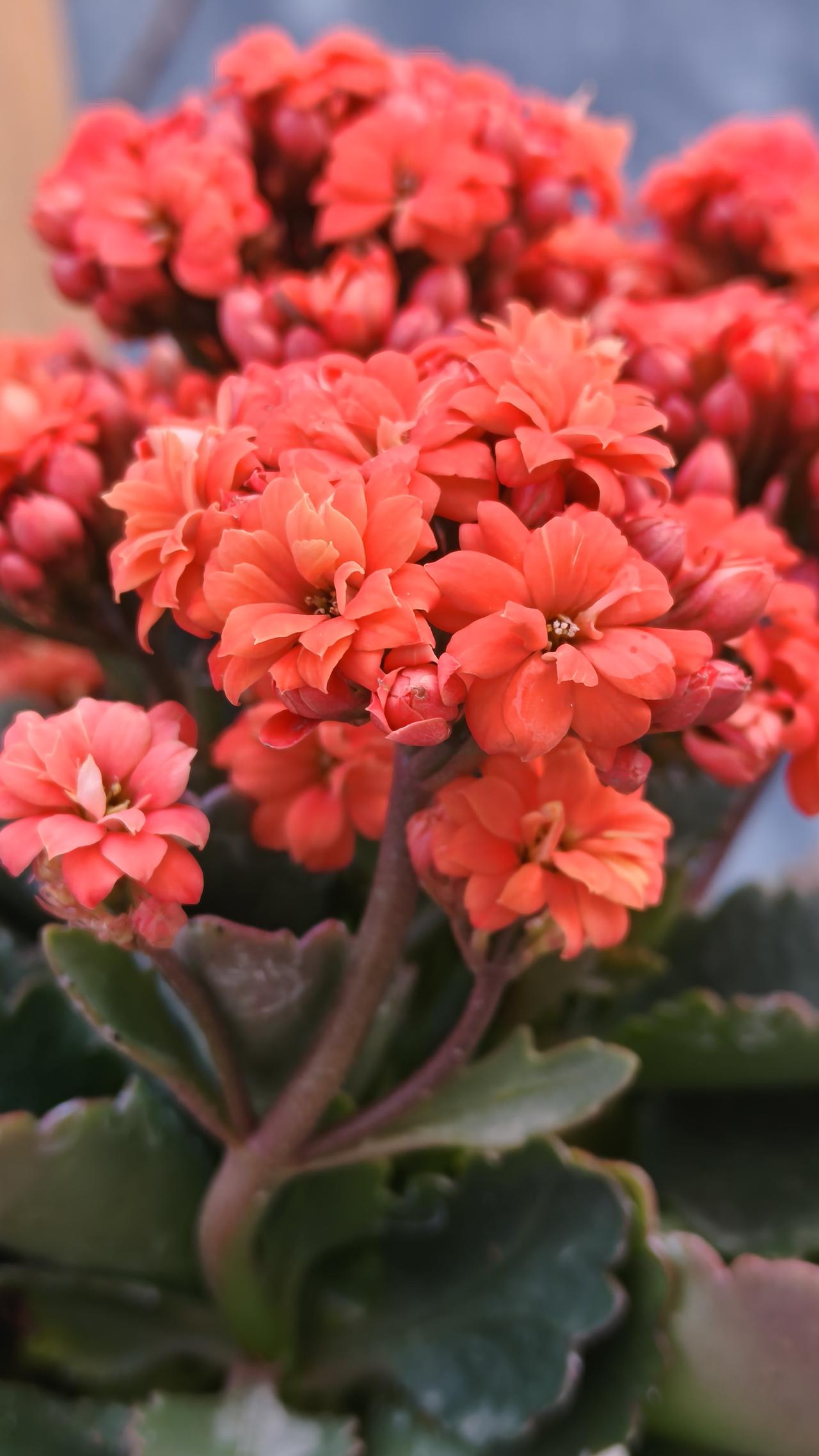 春节后请了一个保姆，看起来面相还可以，感觉还不错，不识字也没有什么，因为家里经常