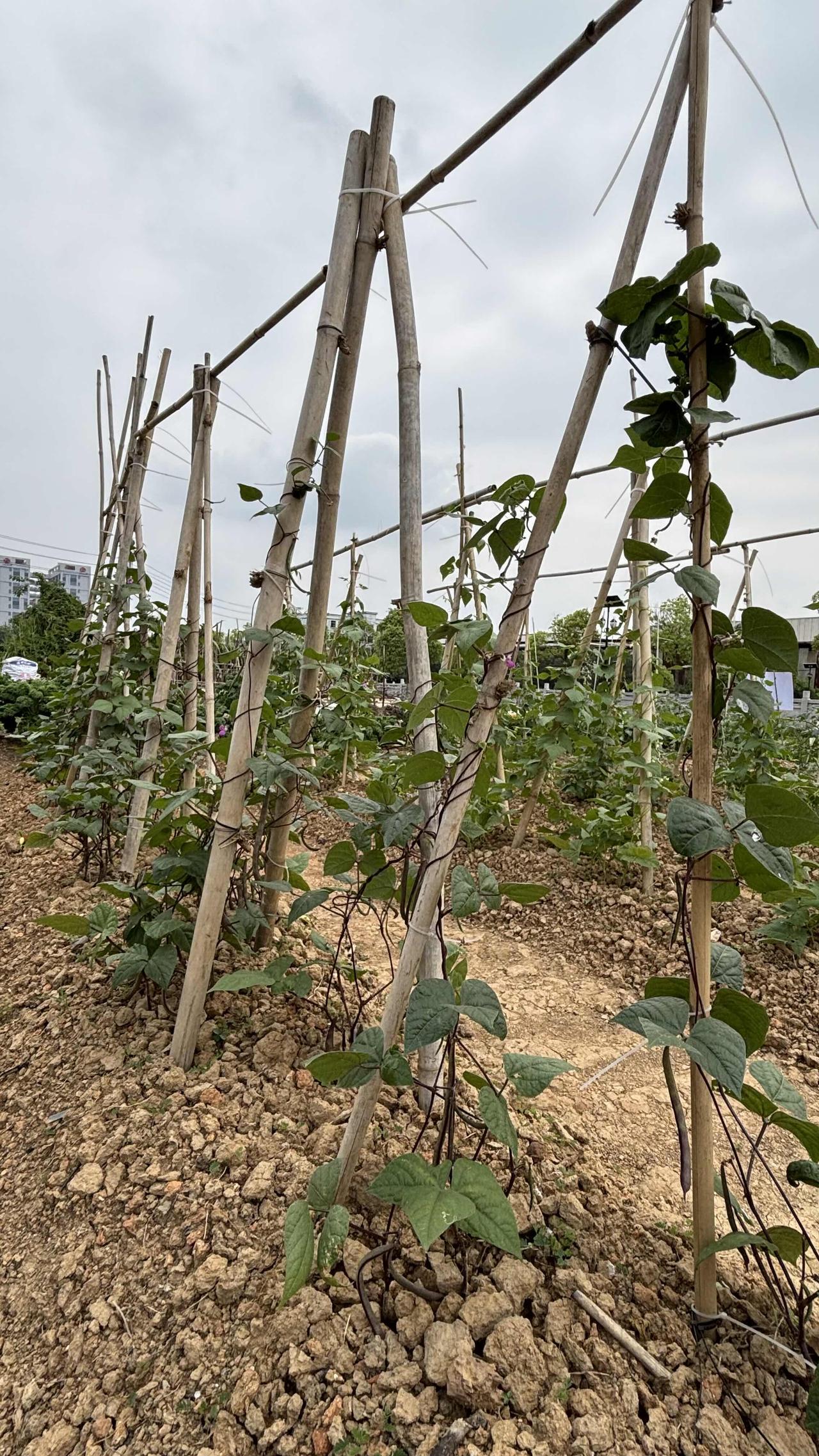 你吃的蔬菜可以自己种植吗?自己吃的蔬菜完全可以自己种植，我在广东，去年五一开荒
