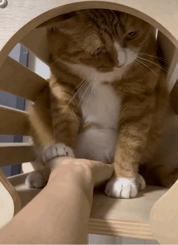 没有边界感的人类，我能拿你怎么办呢