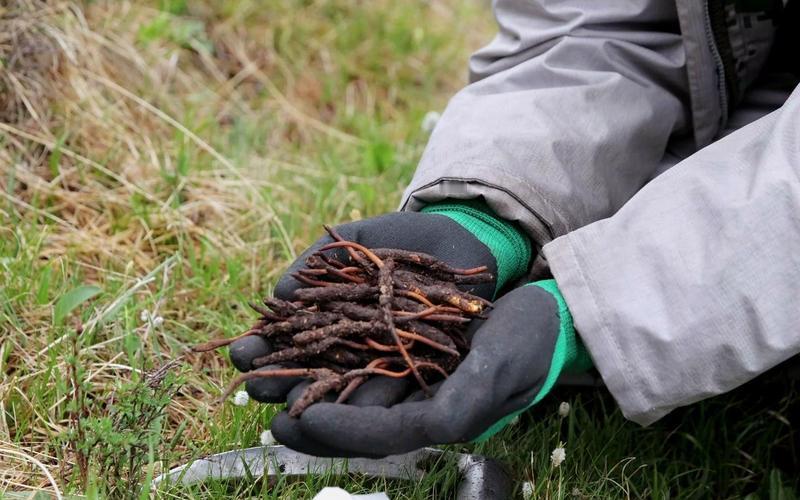 男子摔倒摸出“虫草”，4天狂采300多根，狂喜过后一盆冷水浇醒太稀奇了！贵州