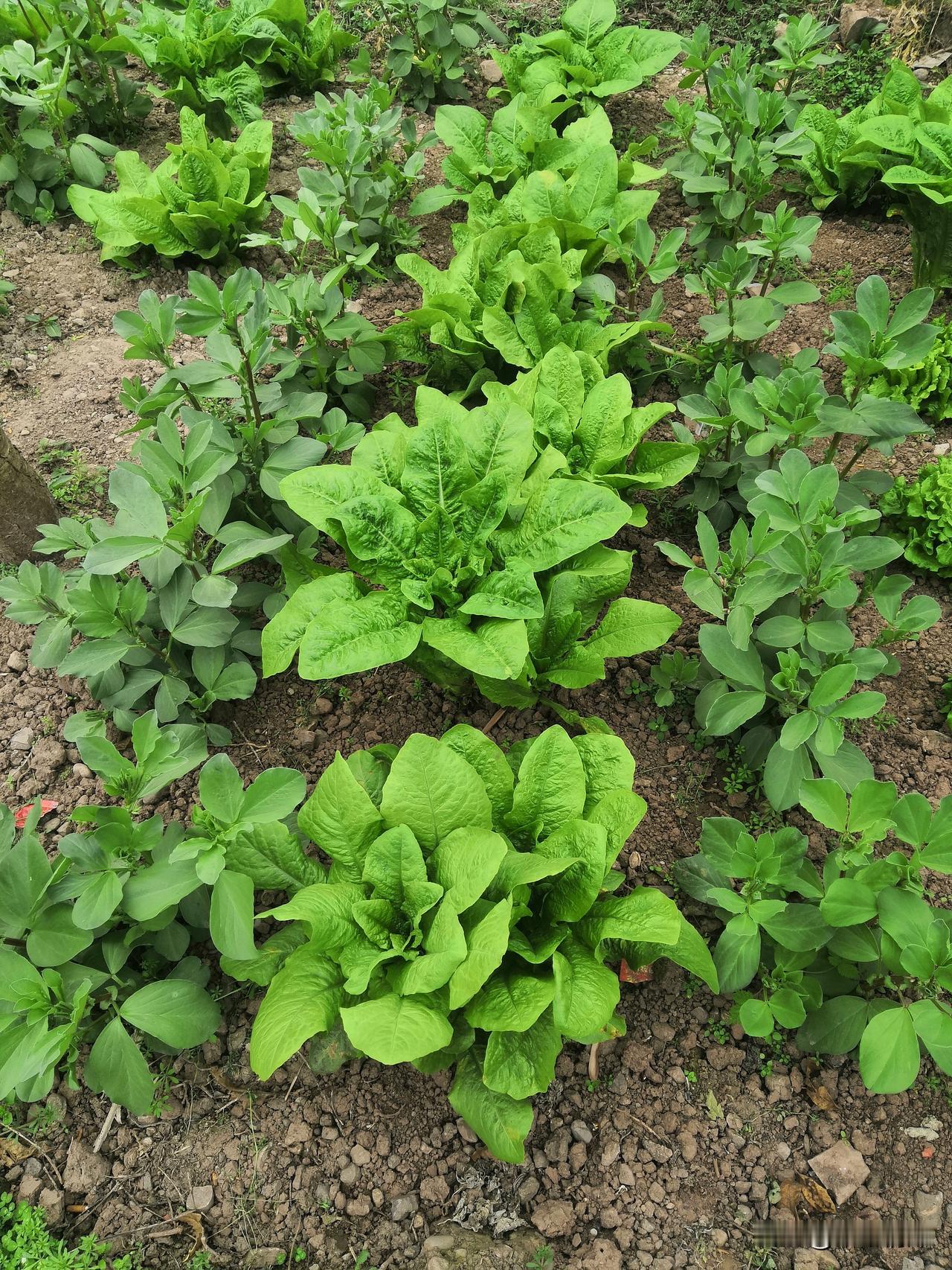 你家菜园都有什么菜农家的菜园里面，杂七杂八的很多菜，明明叫菜园，那就是什么菜都摘