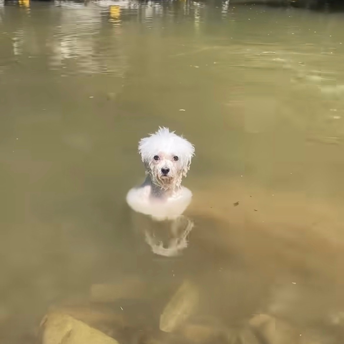 有点像尼斯湖水怪