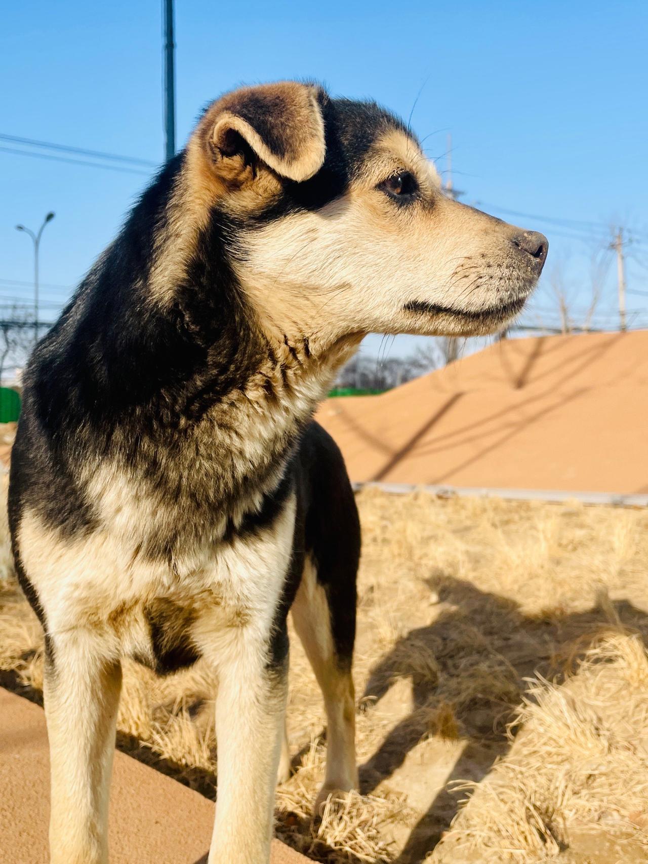 2026养狗新规重拳出击，不栓绳直接拘留5-10天！所有铲屎官赶紧看过来！