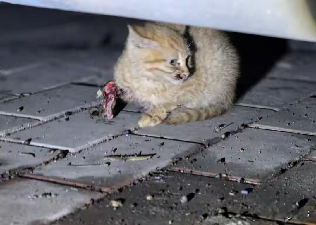 太可怜了！这天夜里一位小姐姐去夜跑，当她跑到一个公园的时候，听到有小猫凄惨的叫声