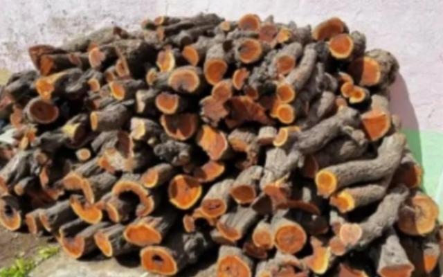 为什么枣木不能当柴烧？一位60岁的护林员告诉我，大部分树木死后都能当柴火烧，唯独