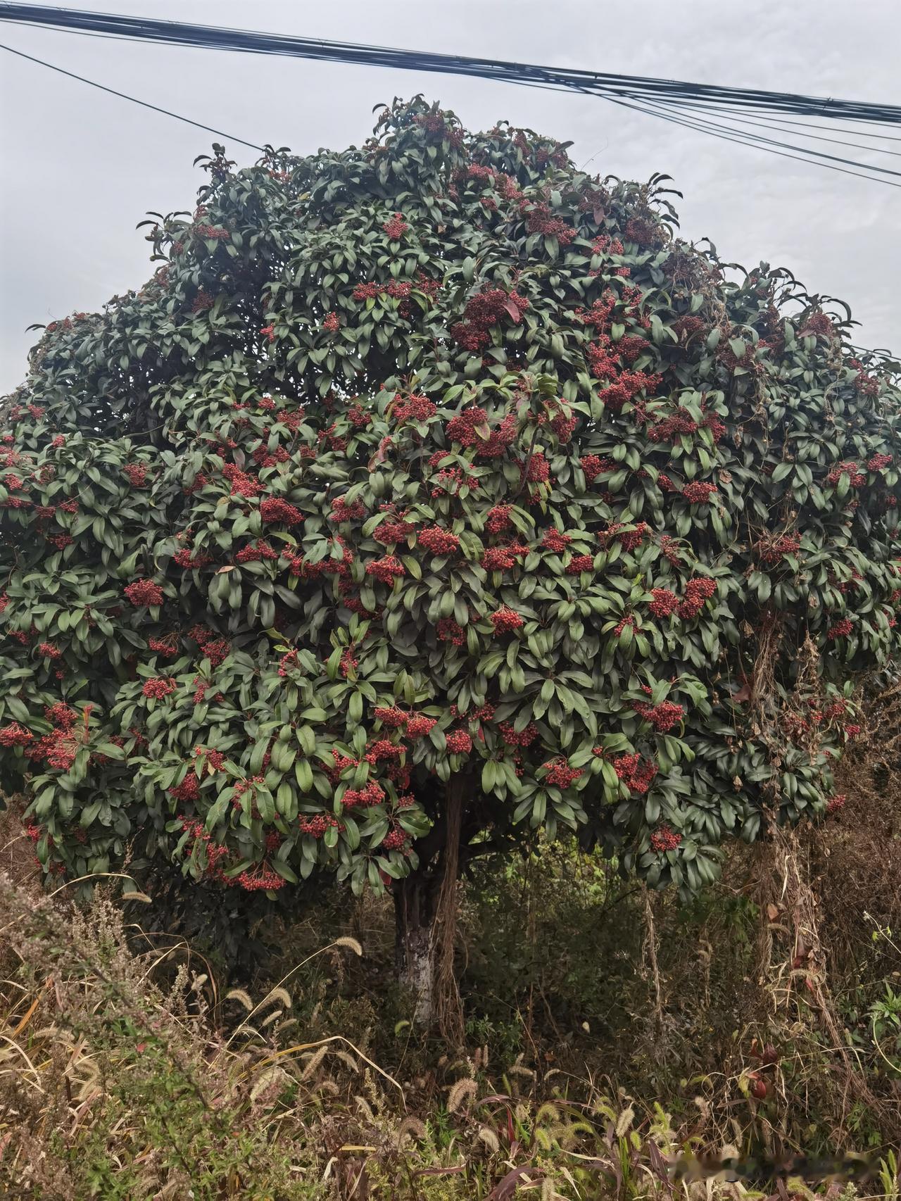今天偶遇一棵椤木石楠，你看这树长得多精神！它是常绿的乔木，枝子一开始带点黄红色，