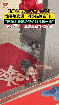 解释不清了！近日黑龙江，女子刚跟丈夫结婚，第二天开门时，看见有两只小猫在自己家门