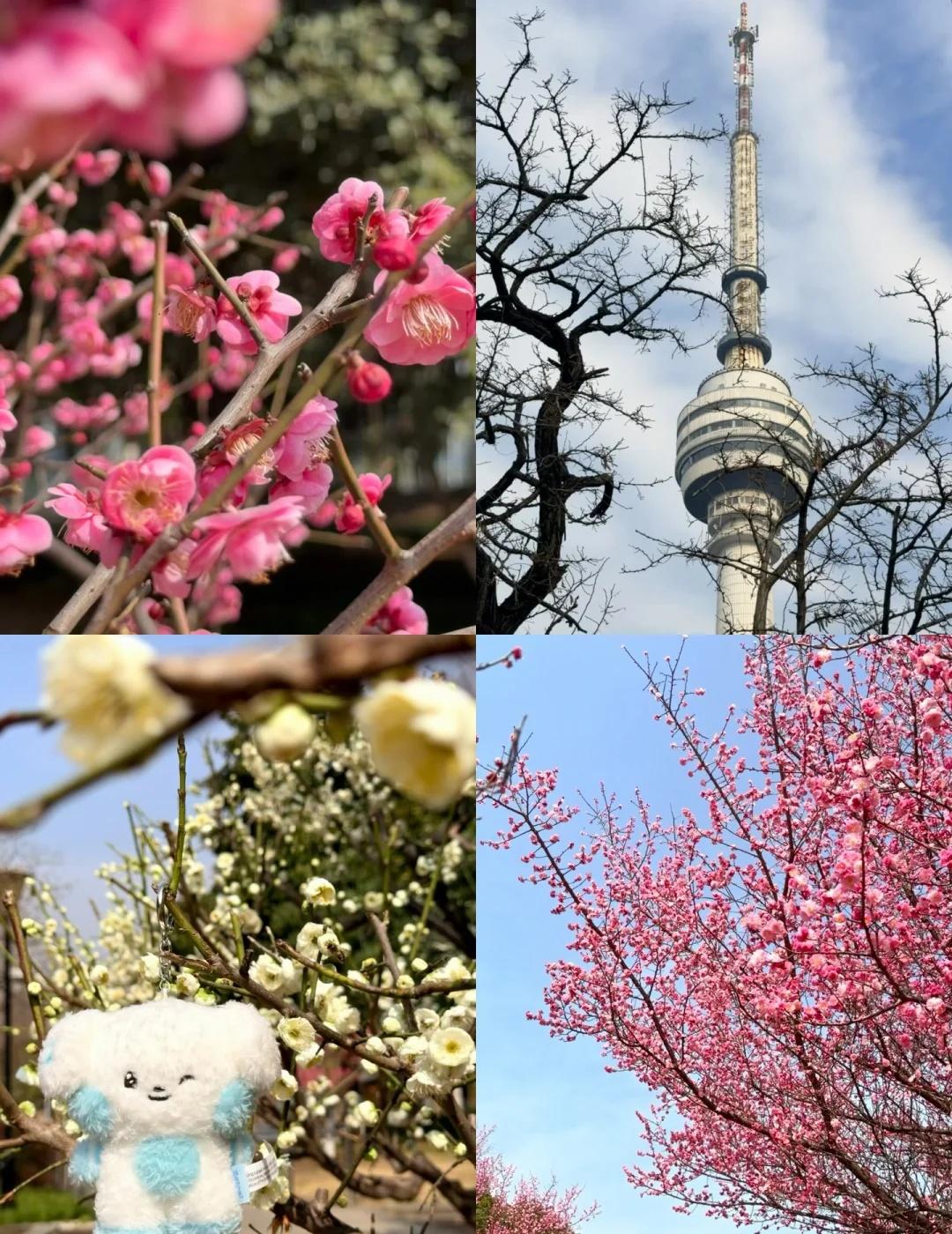 武汉本地人的citywalk/龟山公园徒步攻略春节，武汉这里不用人挤人📍月