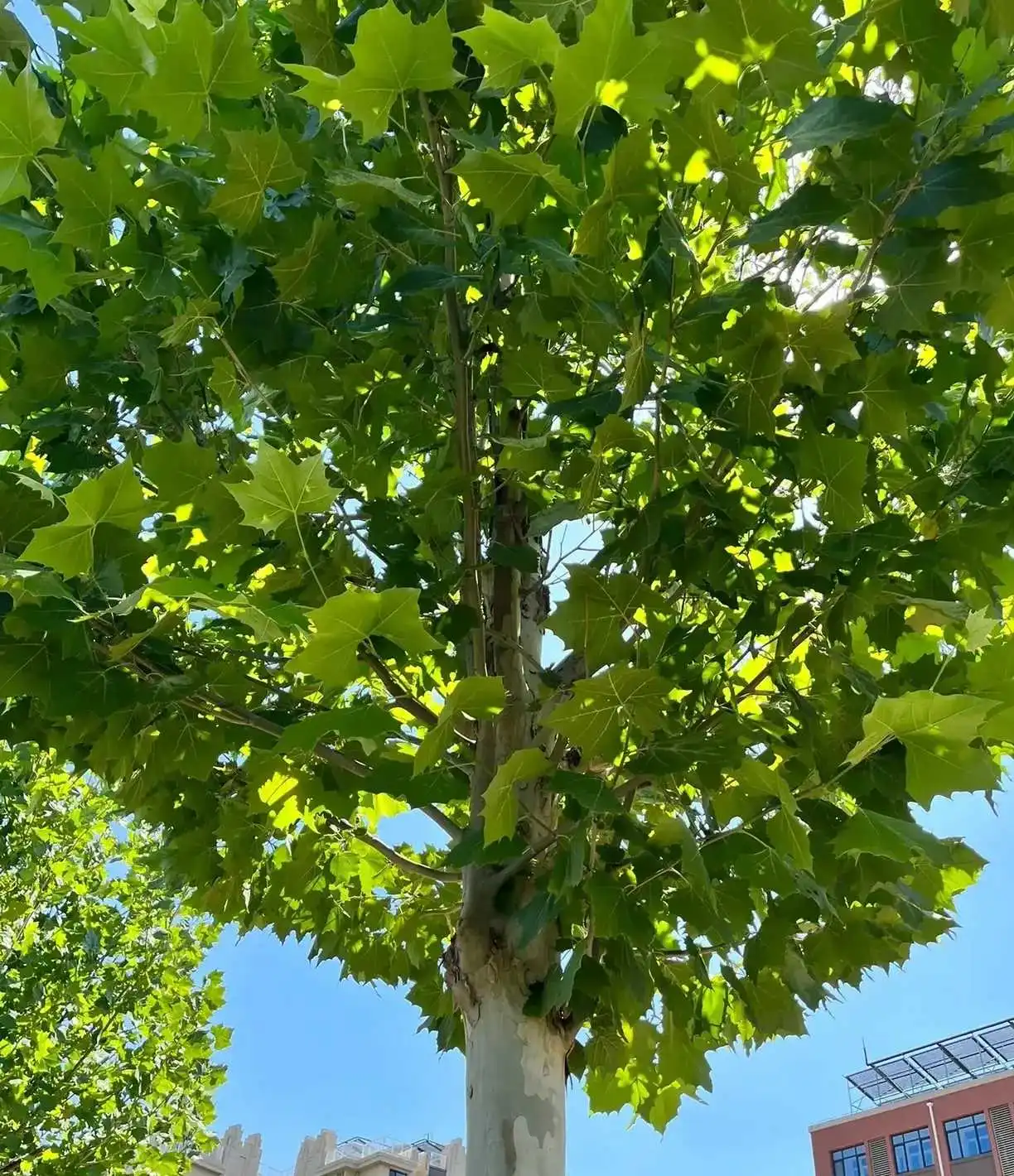 一个女孩讲述自己后悔听了父母的话，放弃了前男友。她和前男友都是体制内。前男友的父