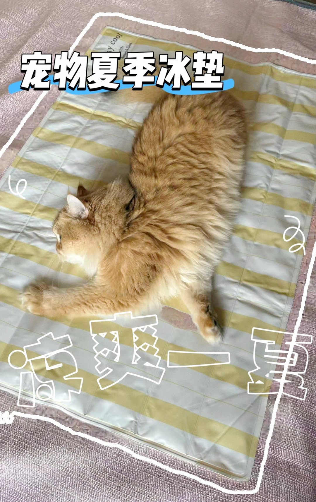 🐾夏天怕猫咪热到⁉️这个冰垫买大不买小！