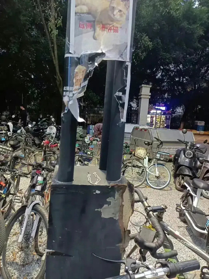 知道毁灭证据的高智商小猫
