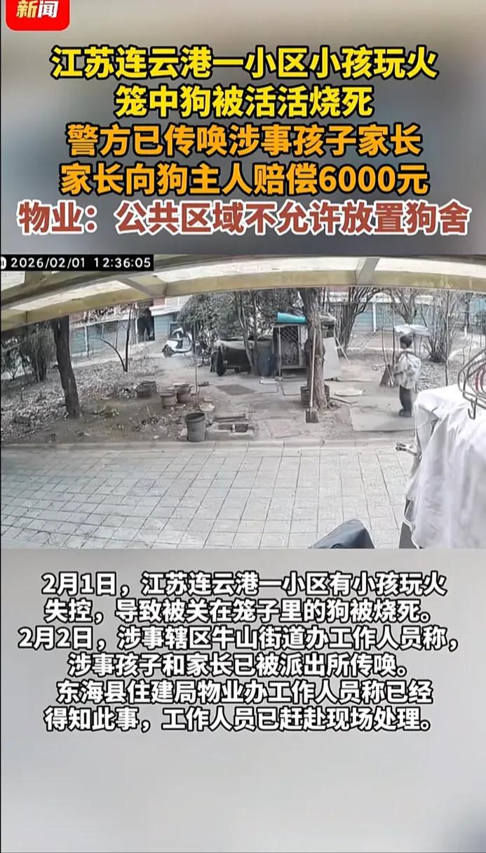 连云港两个小孩三分钟烧死一只狗！2月1日，江苏连云港，两名男孩点燃烟火，想要逗鸡