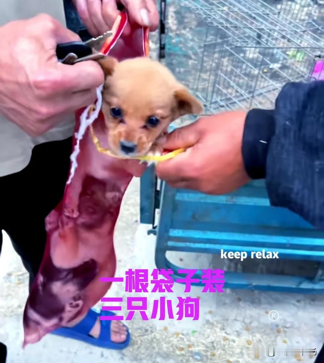 农村的集市上，大爷用三轮车，拉了一窝小狗来卖。小狗看起来刚刚满月，是大爷家母狗下