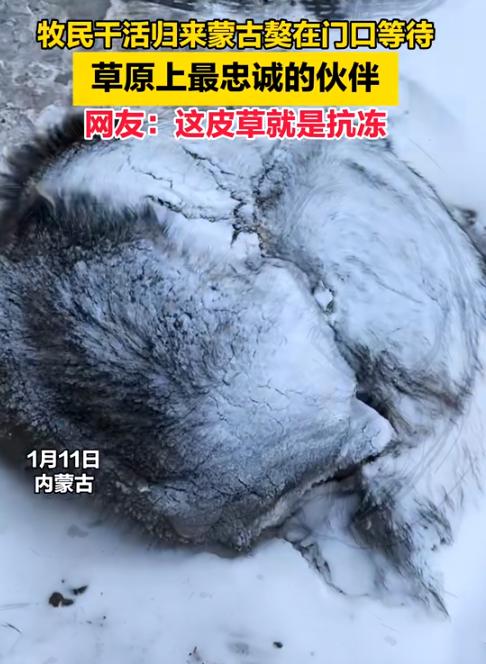 “太暖心了！”内蒙古，女子外出忙活一整天，傍晚回来发现自家的蒙古獒没在狗窝里，走