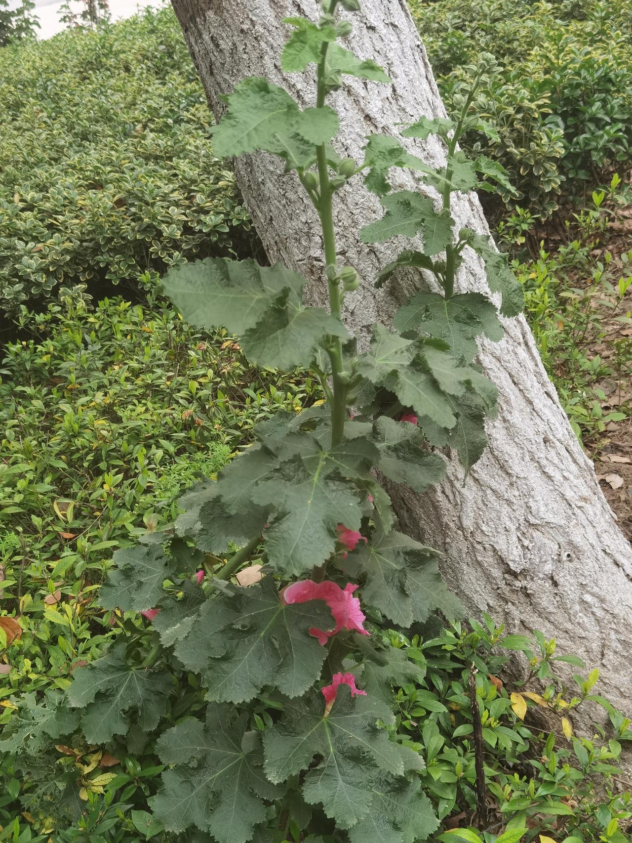 在世纪街上发现几株步步高，勾起我的少年回忆。童年时的学校就种植步步高，寓意学生