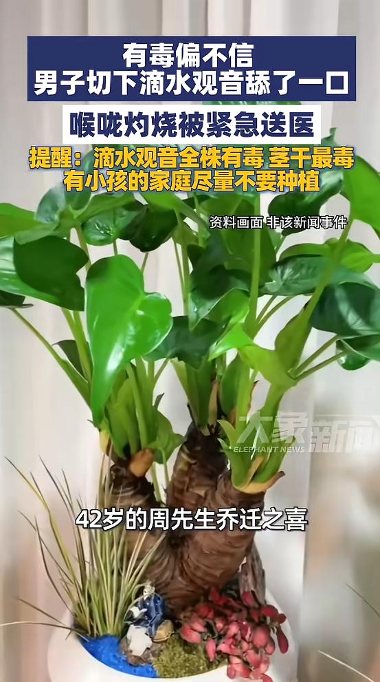 “悲剧还是发生了！”近日，浙江杭州，一男子搬入新家时，收到一盆“滴水观音”的大盆