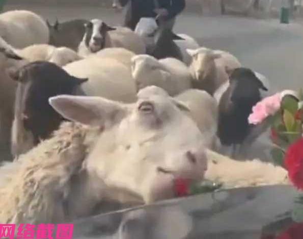 河北邢台有新人结婚，婚车在接亲的过程里经过一段路面时，突然遇到羊群相遇，此刻羊群