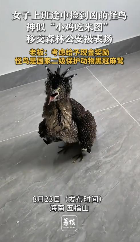 “活久见！”8月22日，海南五指山，一女子在上班路上，捡到一只非常奇怪的鸟，神似