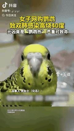 天啦！喜欢养宠物的朋友注意了！一女子网购了一只鹦鹉，没想到收到鹦鹉后高烧到40℃