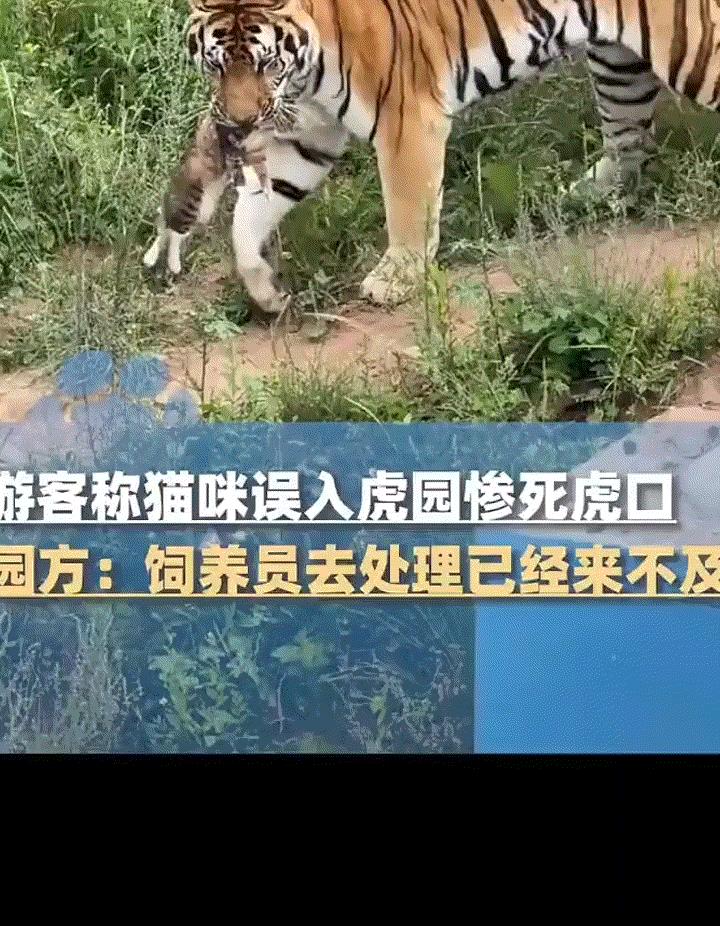 解释不清了，青海西宁青藏高原野生动物园，游客去园内看老虎时，突然看到一老虎在围栏
