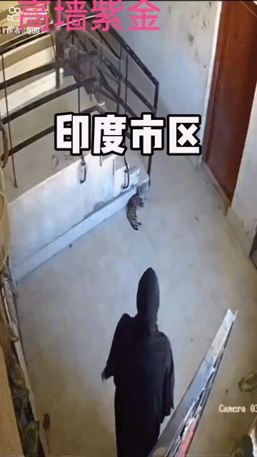 现时现报，一名女子上楼途中，无缘无故朝着蜷缩在角落休憩的黑猫狠狠踹了一脚，猫咪