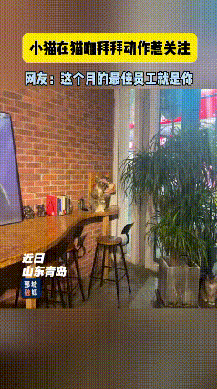 真是笑不活了！山东青岛一家猫咖，老板原本觉得，店里满是软萌猫咪，治愈感拉满，压根