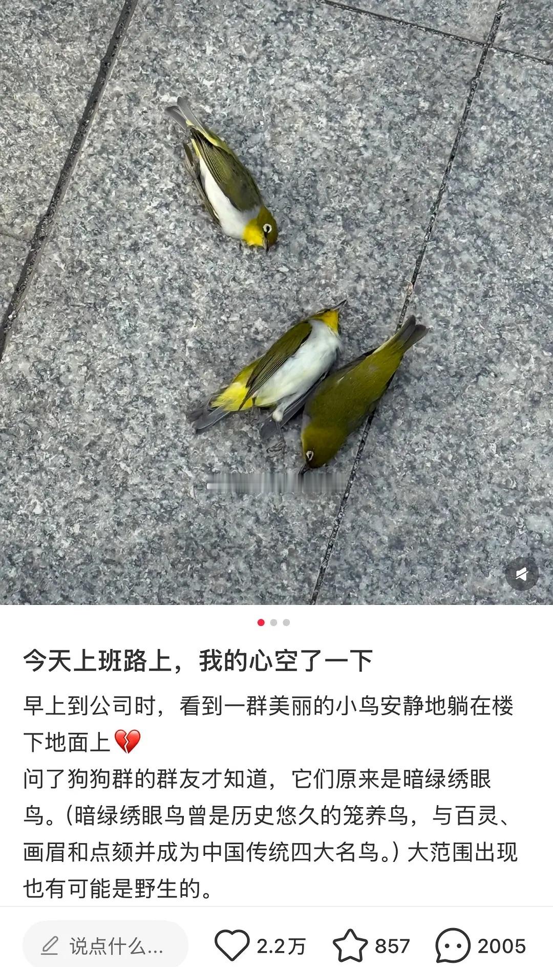 最近刷到一些“鸟撞”的帖子[哭哭][哭哭]​​​