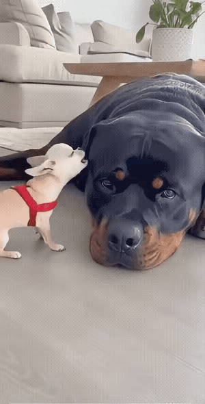 这货是真有掀家实力，偏生没点自知之明！总觉得主人是铁打的后台，就敢肆意汪汪乱