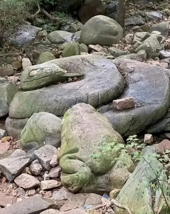 爬山时看到的！能搬回家吗？