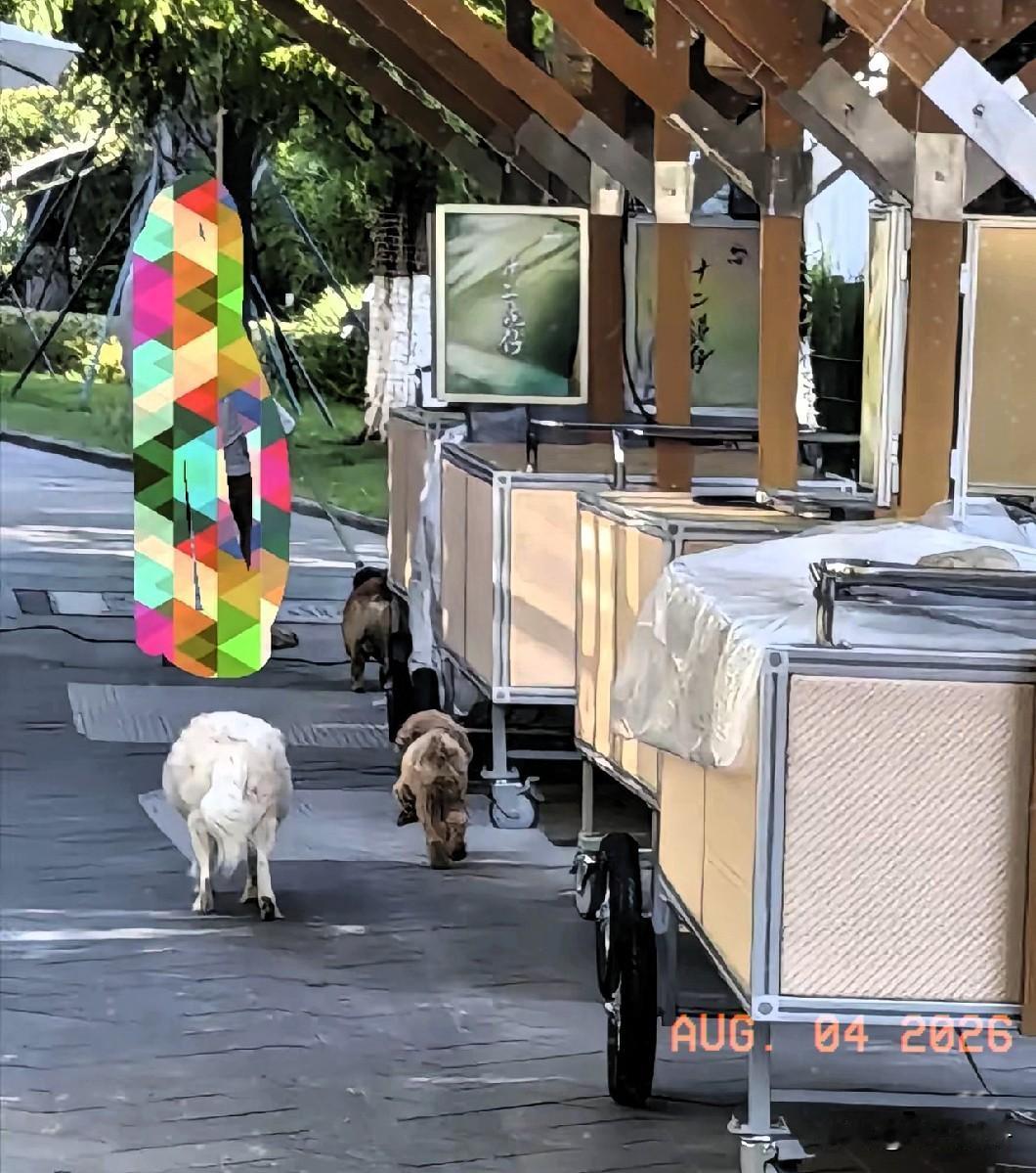 打脸来得太快。不牵绳的狗子们又出动了！8月4日，成都养犬新规实施第4天。早
