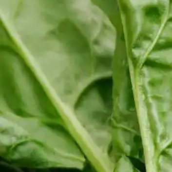 种植🥬菠菜种植最简单方法如下：1.种植时间：菠菜一年四季都可以种植，春秋季